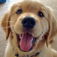SaltyDog