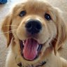 SaltyDog