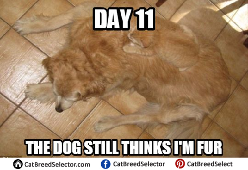 Funny-Cat-Memes-Clean-1.png